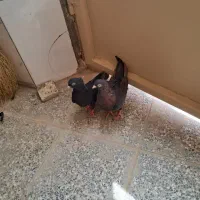 کبوتر زاغ