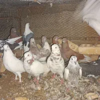 کبوتر