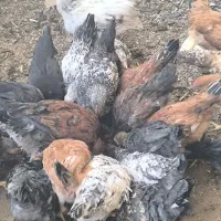 مرغ و خروس جوجه گلپایگانی