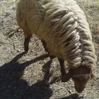 قوچ نر خراسانی