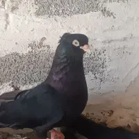 کبوتر صرب