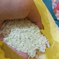 انواع برنج ایرانی زیر قیمت بازار