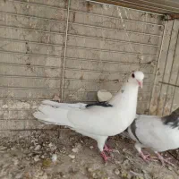 دمگیر|پرنده|اصفهان, گلستان|دیوار