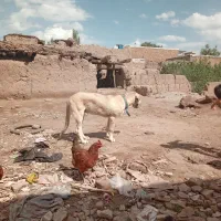 نرو ماده|سگ|فیرورق, |دیوار