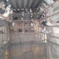 کفتر پرشی