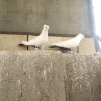 کفتر دم سیاه