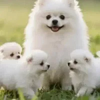 توله سگ عروسکی پامر