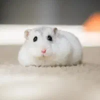 بزودی بچه همستر کمپل یا کمبل