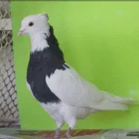 کبوتر گمشده