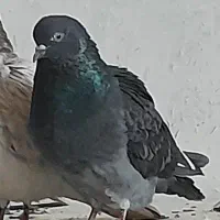 کبوتر پرشی معاوضه