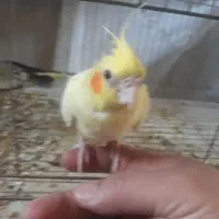 عروس سه ماهه