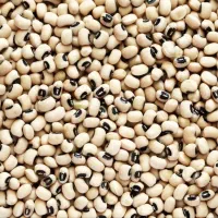 لوبیا چشم بلبلی