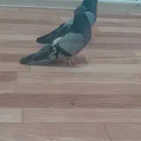 جفت سبز همه چی میزان