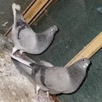 نروماده خرقه کیپ بدون خال میخچه
