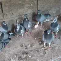جوجه پلاکی