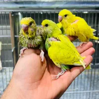 فروش انواع مرغ عشق انگلیسی