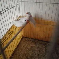 فنچ زبرا