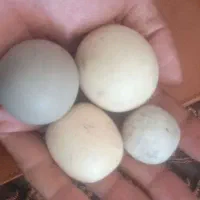 سنگ|جواهرات|رفسنجان, |دیوار
