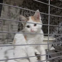 واگذاری بچه گربه