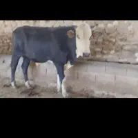 گوساله نر