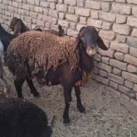 فروش گوسفند شیشک  قوچ همو دو قلوزا