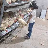 فروش مرغ تخمگذار باقفس وتجهیزات کامل