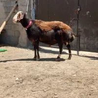 قوچ افشاری میش بزغاله