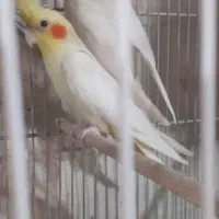 جفت طوطی مولد عروس