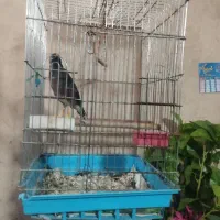 فروش مرغ مینا سخنگو