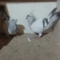 کبوتر شامی