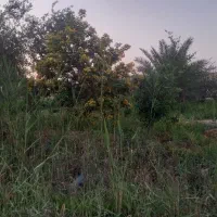 باغ نخلستان