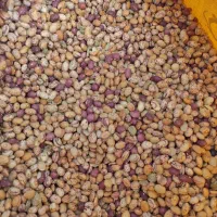 لوبیا چیتی