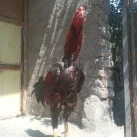 لاری با اصالت