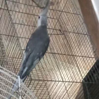 عروس هلندی نرو ماده