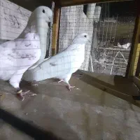 کبوتر مایه عطیقه پرشی