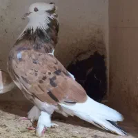 هماسرور