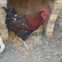 خروس