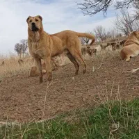 سگ سرابی|سگ|گل تپه, |دیوار