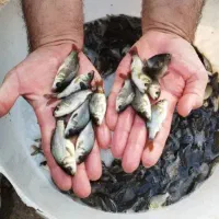 کپور اصلاح
