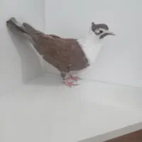 کبوتر کلاغ سرخ کاکلی نر