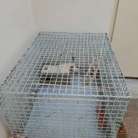 قفس بزرگ پرنده