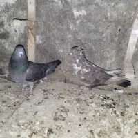 کفتر و تیرک