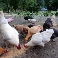 یک جفت مرغ و خروس تمام سفید آث