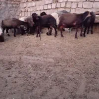 28عددبره‌نر