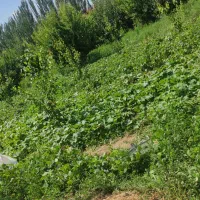 لوبیا سبز گوشتی