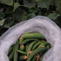 خیار محلی  تازه  با آب چاه