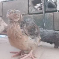بلدرچین.خوراکی