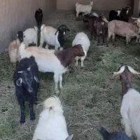 گوسفند فروشی