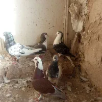 برشی بشرط۵تاش باهم