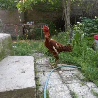 خروس لاری